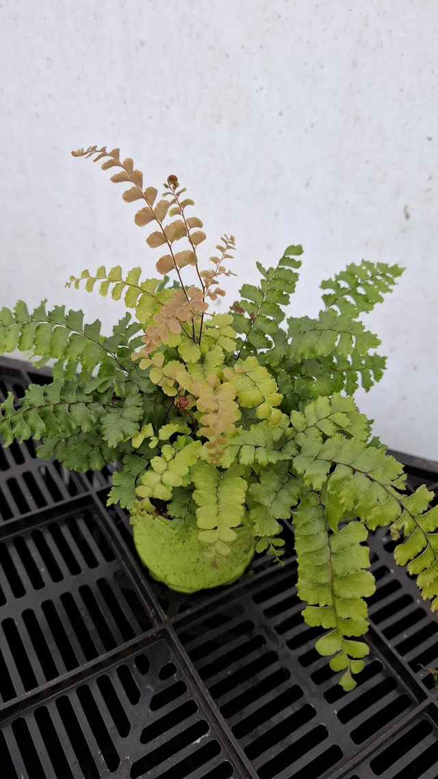 Adiantum pubescence- New Zealand Hairy Maidenhair Fern plug 