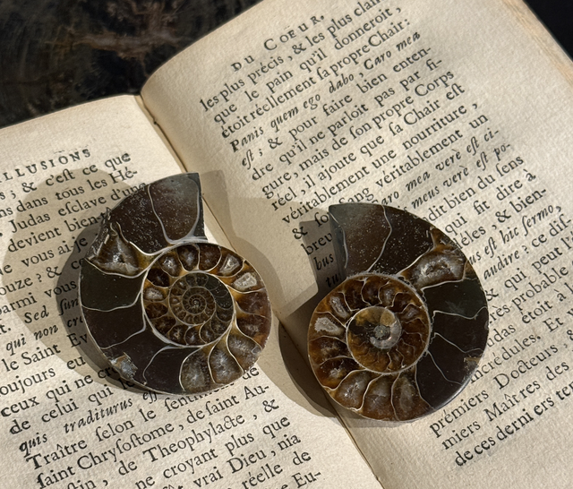 Paire de demi-ammonites polies 007