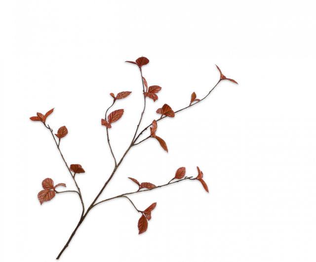 Silk-Ka Bladtak Bruin 116cm