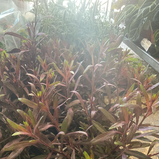 Gaura lindheimeri geyser