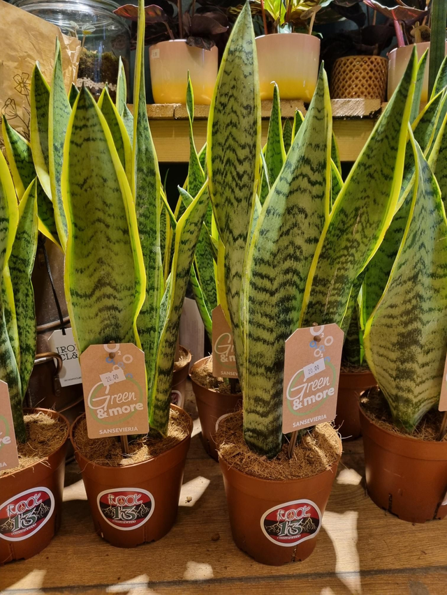 Sansevieria Futura 14cm pot 50cm tall