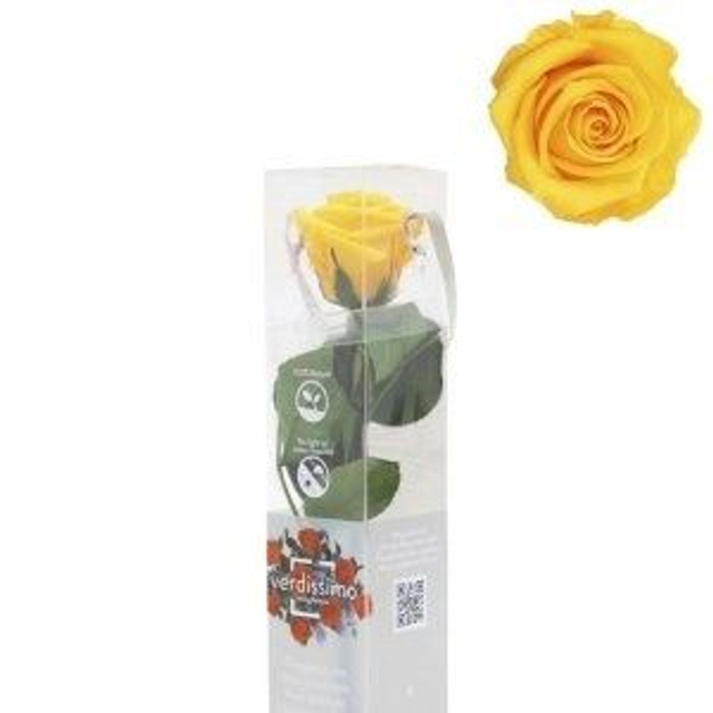 ROSA ETERNA CL341. 28cm x D5cm