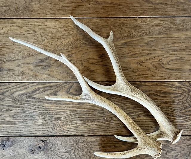 Sika Antlers - Limited Availability