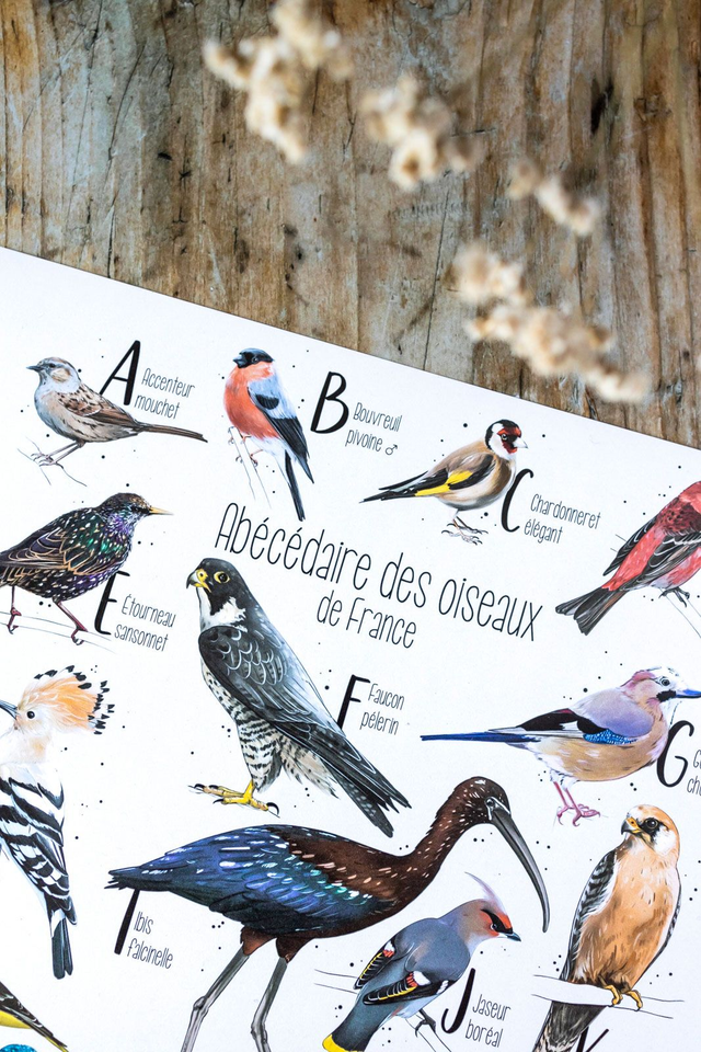 Abécédaire des oiseaux