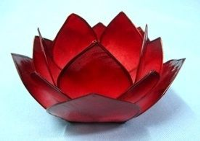 Lotus lumineux « evening sun » corail rose