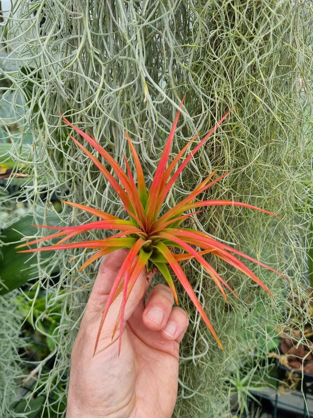 Tillandsia Victoria Red Splendor
