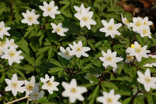 Anemone nemorosa P9