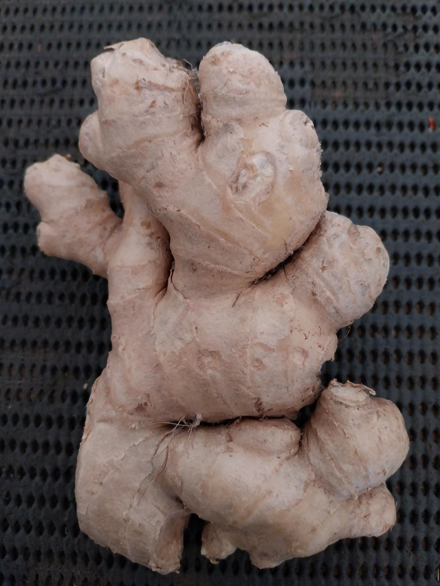 Ginger (145g-155g avg)