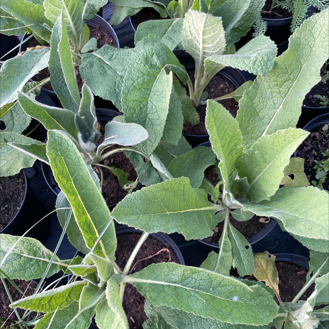 Verbascum Spica