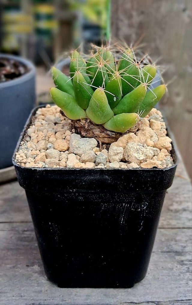 D180 . Mammillaria longimamma, vaso 7x7