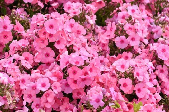Phlox paniculata Pink Flame 1L