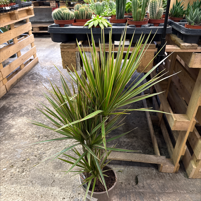 Dracaena Variegata ( palmier d’intérieur)