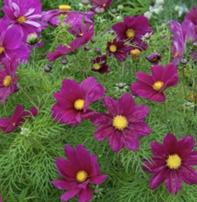 Cosmos Candyfloss Red