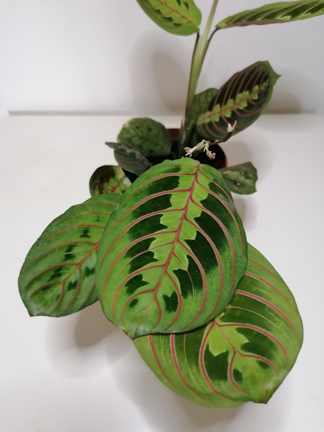 Maranta Fascinator (herring bone plant) in 12cm pot
