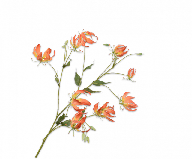 Gloriosa Tak Oranje 120cm 