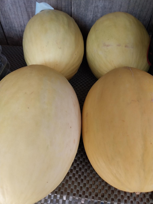 Melon Honneydew
