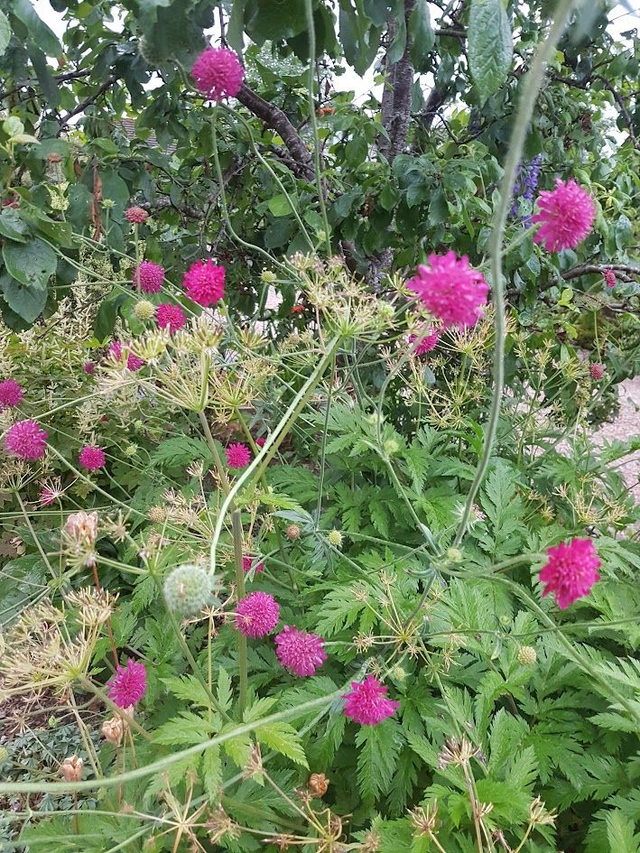 Knautia macedonica
