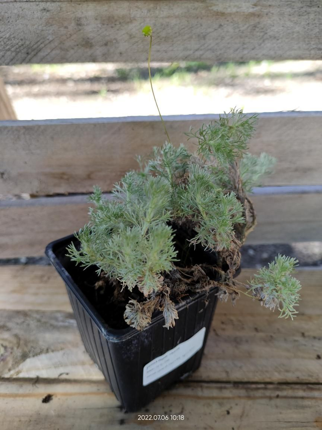 Cotula 'Hispida' - Godet9