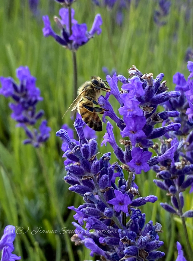 Photographic Open Edition Print from my "Flora and Fauna" collection, "Lavender Bee"