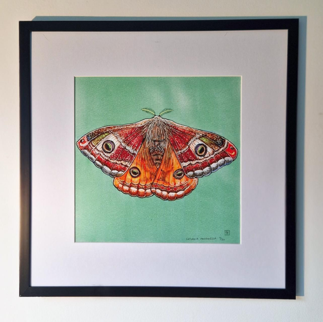 "Saturnia Pavoniella"