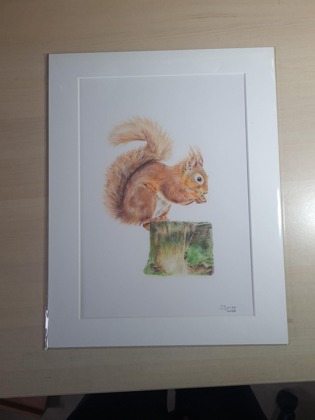 Red Squirrel Original Drawing