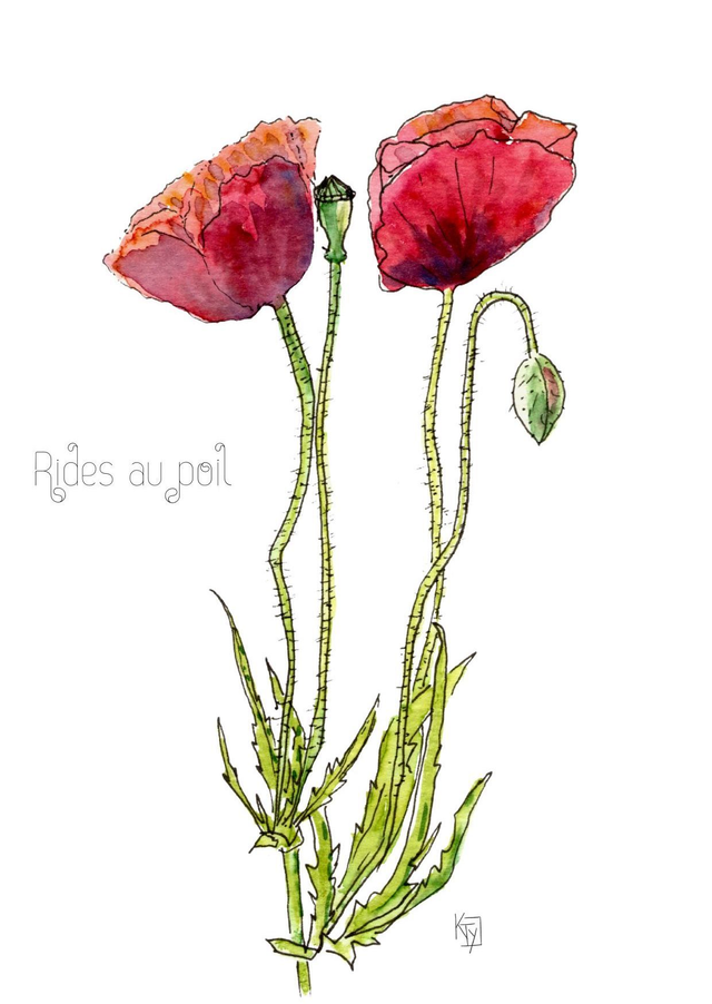 Coquelicot "Rides au poil"