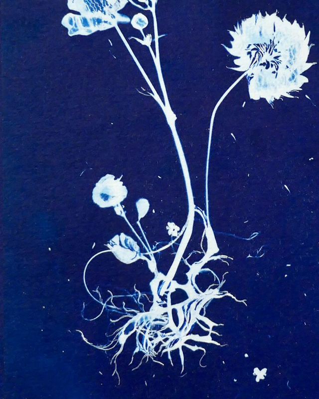 Cyanotype "Hybride en bleu n°14"