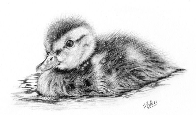 'Dabble.'  Original framed graphite pencil drawing.