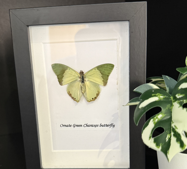 Ornate Green Charaxes Butterfly
