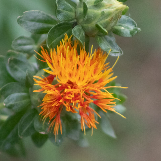 Carthame Orange Grenade AB - Carthamus Tinctorius