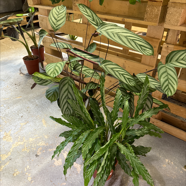 Calathea Mix (Grande taille)