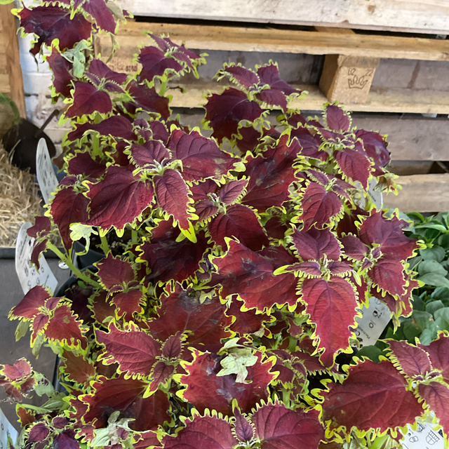 Coleus plectranthus