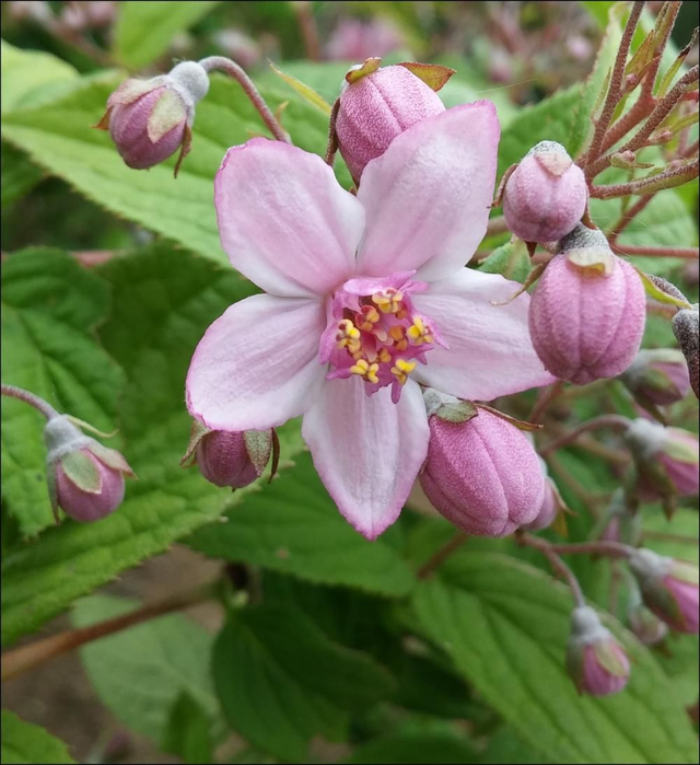 Deutzia ‘Mont Rose’ - 1ltr pot