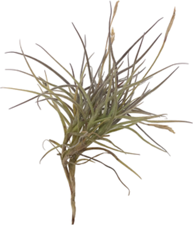 Tillandsia recurvata L