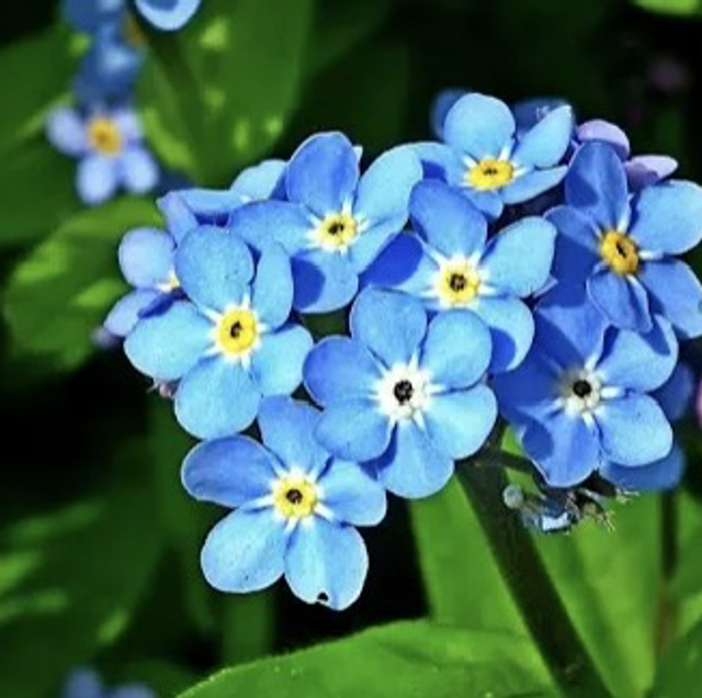 Forget Me Not