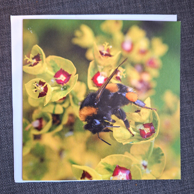 Flower and nature greeting card (with envelope) - bee (edition 1)