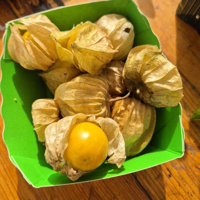 Physalis peruviana