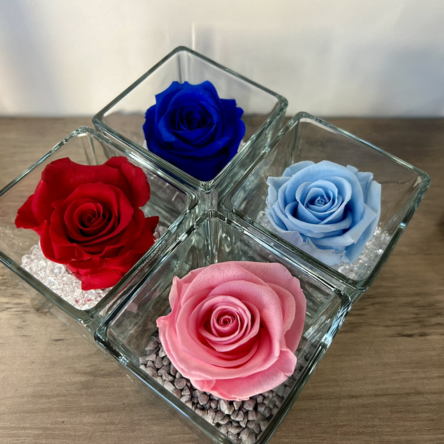 Rose éternelle dans son carré 