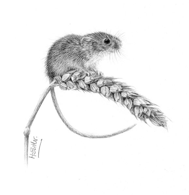 Harvest Mouse 2.  Greetings Card.