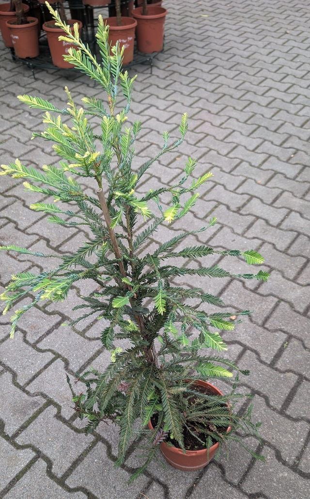 Küstenmammutbaum Sequoia sempervirens