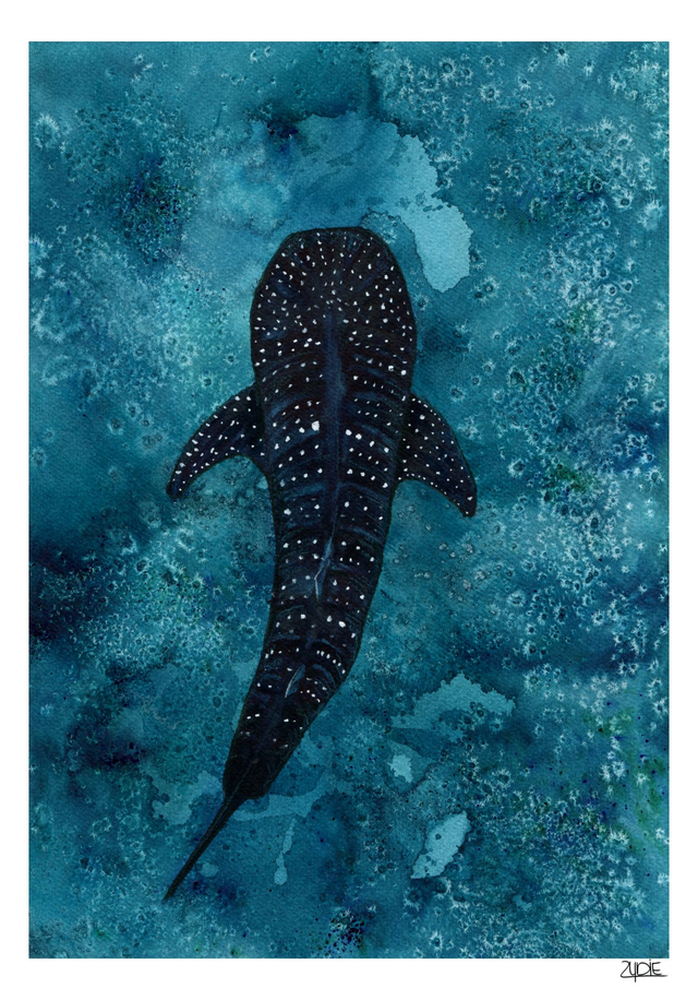 FineArt-Print - Spendenbild: Walhai