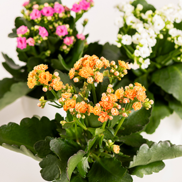 Kalanchoe