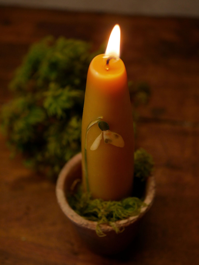 Bougies trempées PERCE-NEIGE