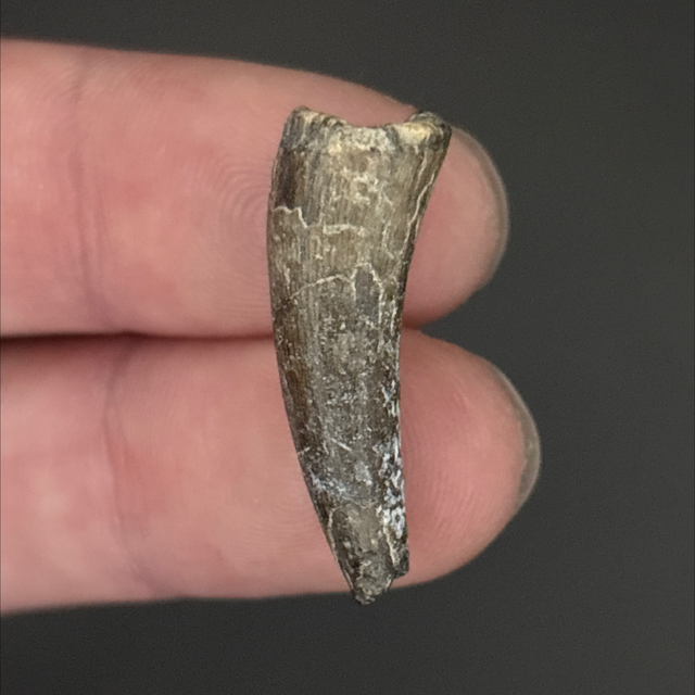 Sarcosuchus Tooth