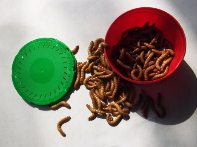 Camole farina chiamate anche tarme della farina