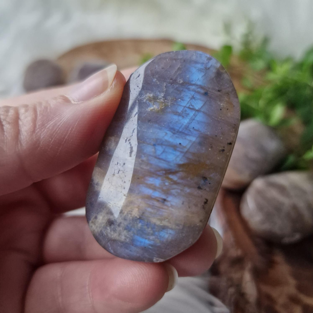 Moonstone palm 