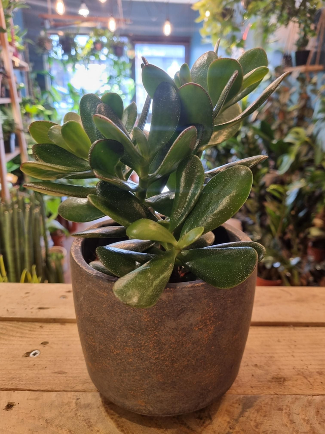 Crassula magic tree