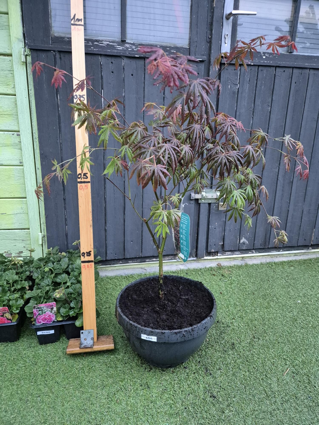 Erable Trompenburg coupe 31cm