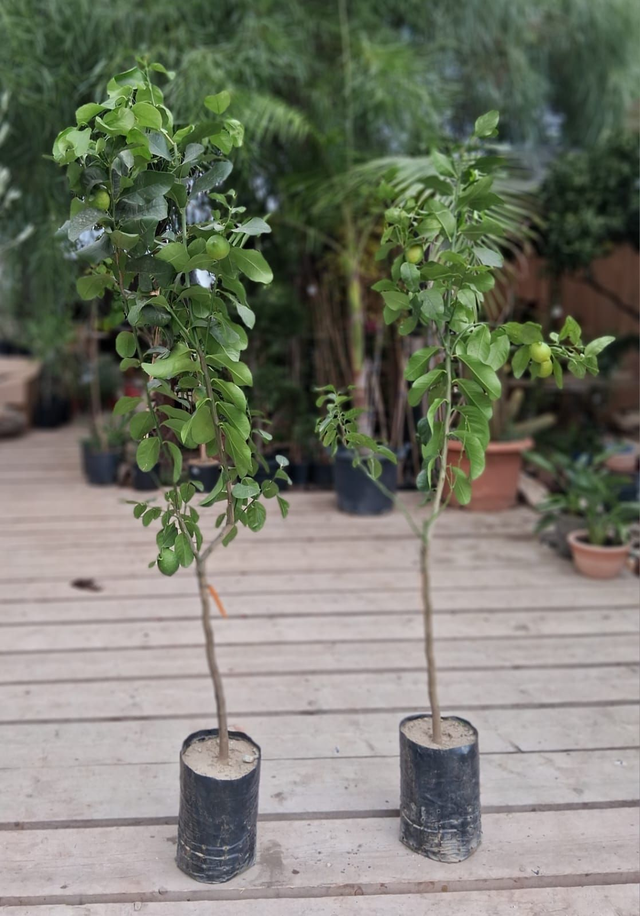 N35 . Limone zagara bianca