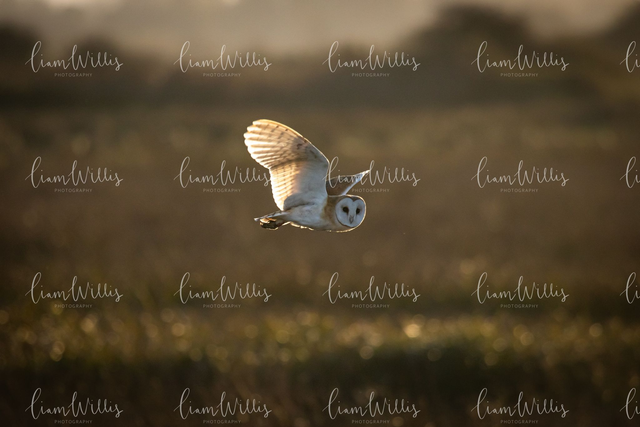 Barn Owl Print